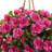 Azalea Hanging Basket Arrangement in Basket