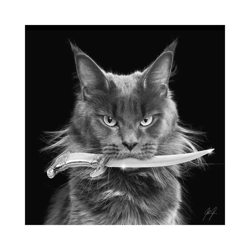 Killer Cat I by Kathrin Federer - Wrapped Canvas Print, 93.98 cm H x 93.98 cm W
