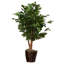 Ficus naturel en pot Kidwelly