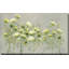 Queen Annes Lace - peinture-73961494-73961487