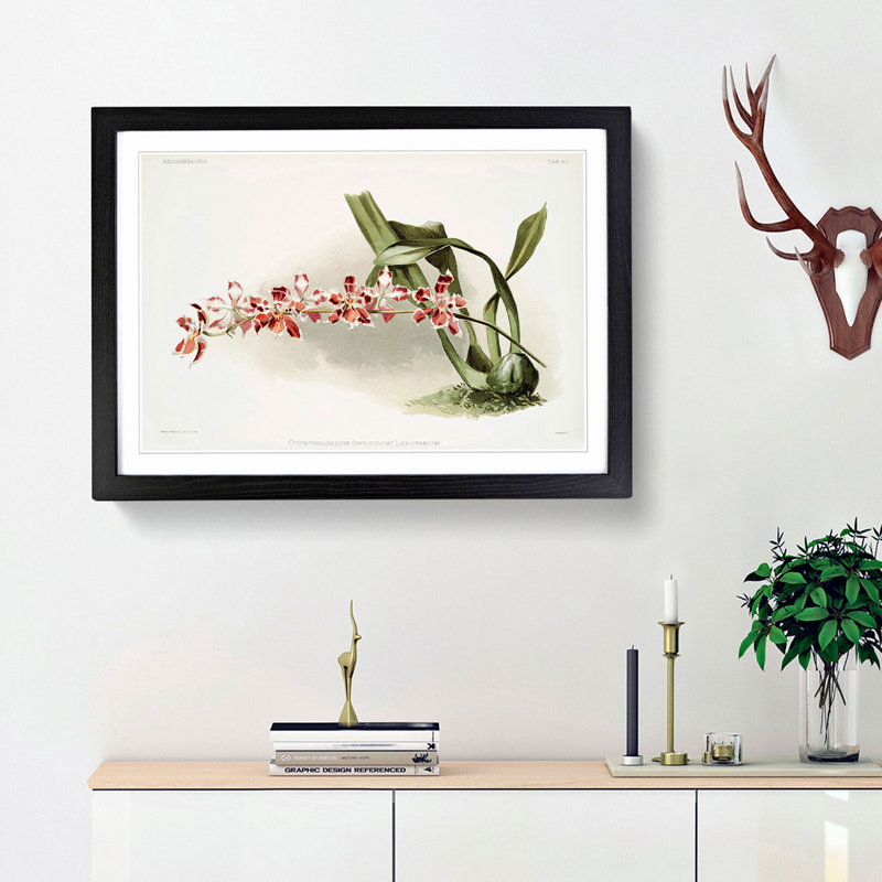 Magnolia Flowers Illustration Tab. 37 by Frederick Sander - Picture Frame Art Print, 27cm H x 36cm W x 2cm D, Black Framed
