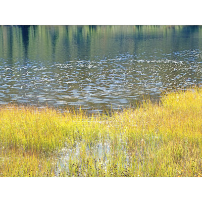 Bruce Heinemann " Pond And Reeds In Sunlight " by Bruce Heinemann