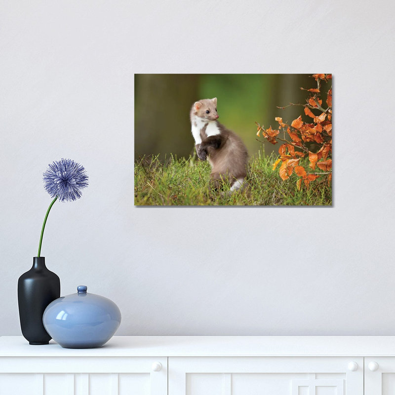 European Pine Marten by Milan Zygmunt - Wrapped Canvas Print, 30.48 cm H x 45.72 cm W