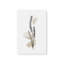Croquis de fleurs froides, ensemble de 3 impressions-506208096-506208098-506208154