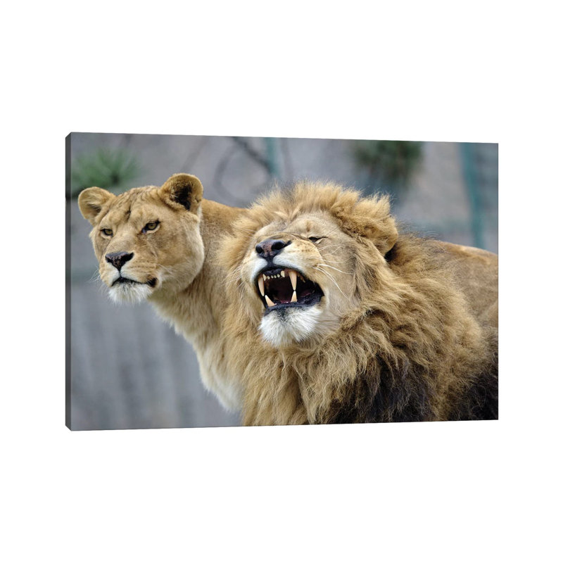Beauty Lions 1 Piece Wrapped Canvas Wall Art, 66.04 cm H x 45.72 cm W x 3.175 cm D