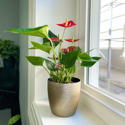 Live Anthurium Plant in Gold Pot