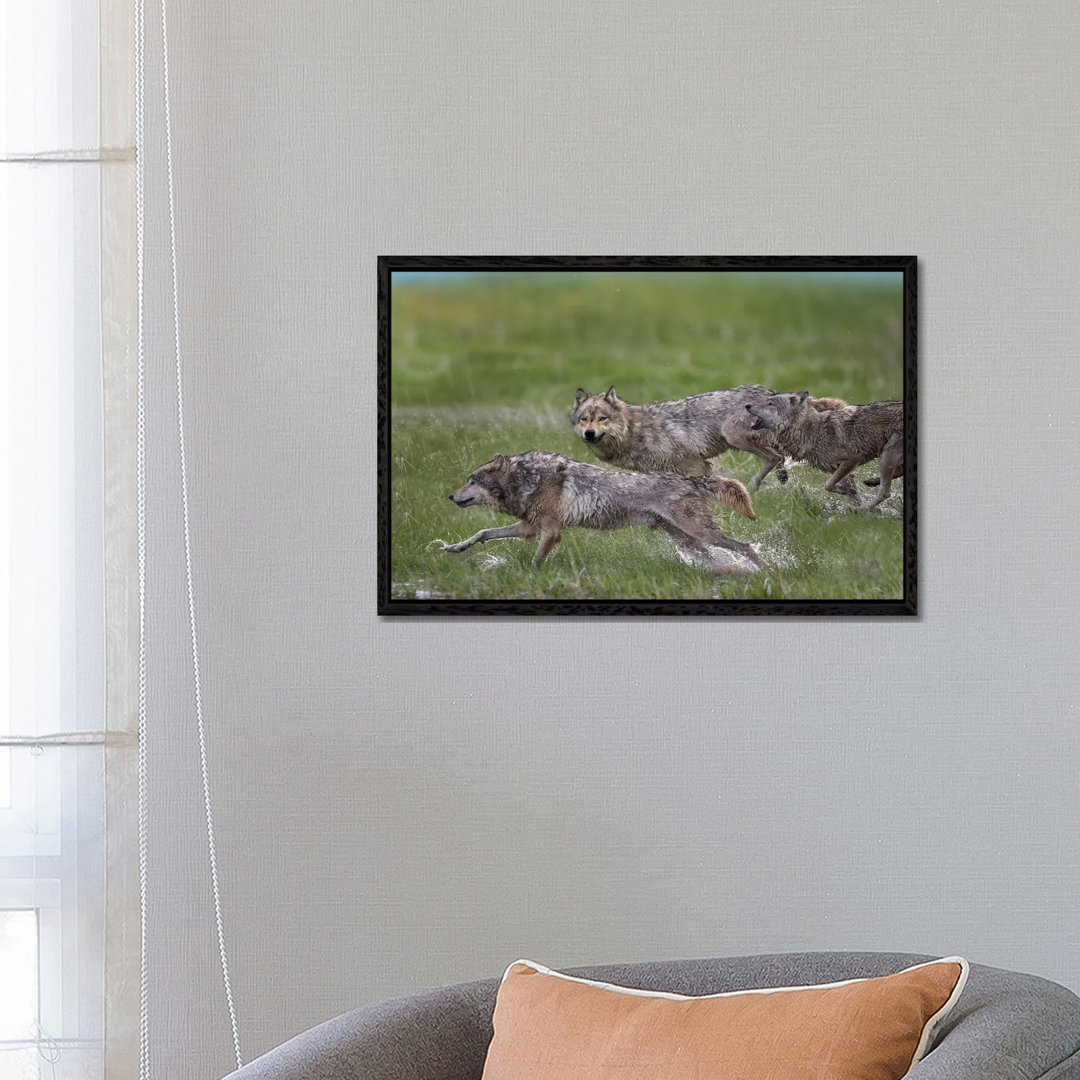 Gray Wolf Trio Running Through Water, North America von Tim Fitzharris - Gallery-Wrapped Canvas Giclée on Canvas