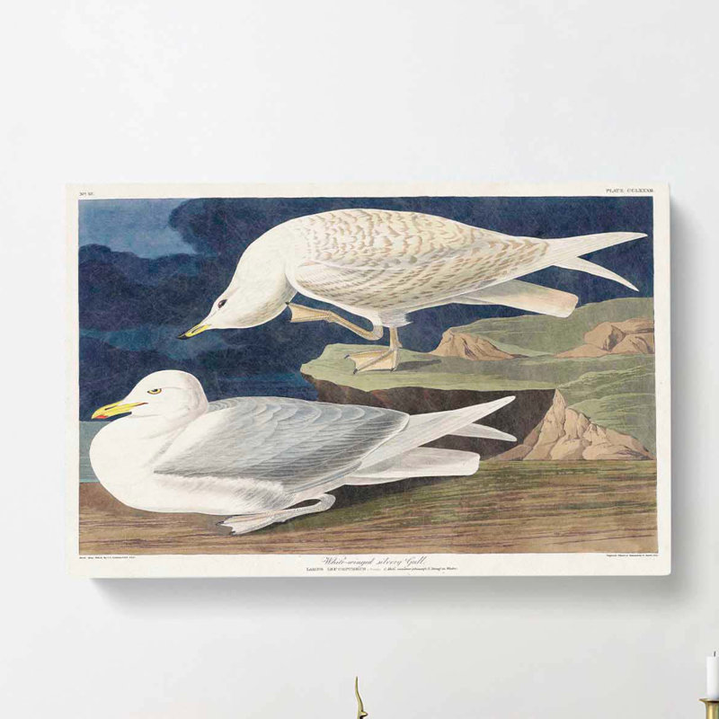 White-winged Silvery Gull by John Audubon - Wrapped Canvas Print, 35cm H x 50cm W x 3cm D