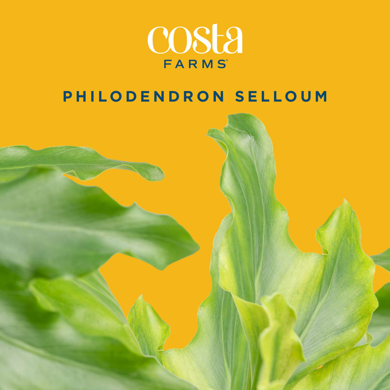 Selloum in Nursery Pot