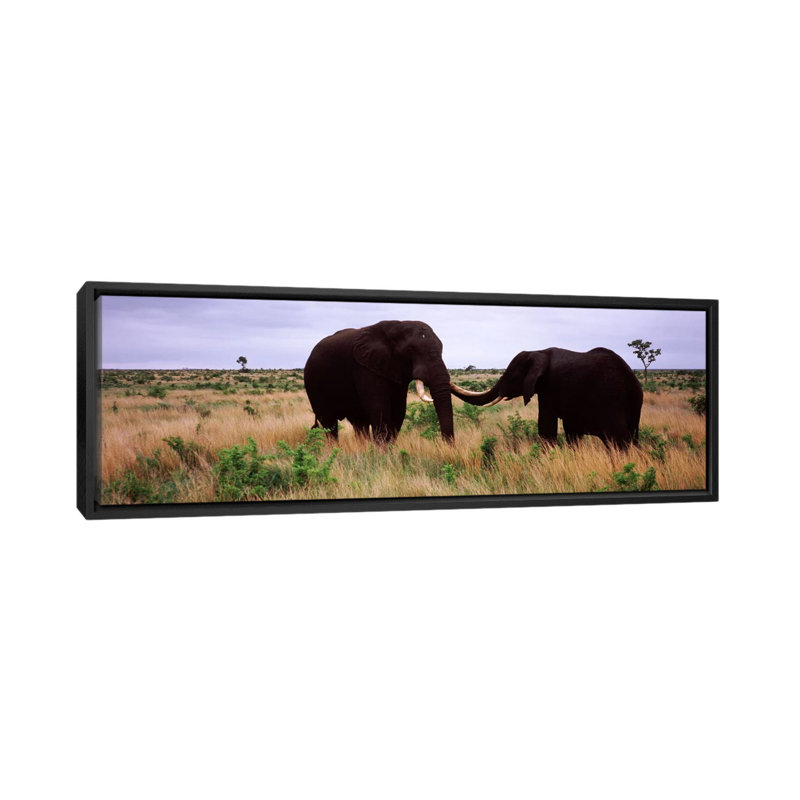 «Panoramic Two African Elephants», Parc national Kruger, Afrique du Sud, reproduction de photo sur toile tendue