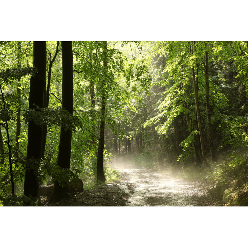 Forest Path by Aniszewski - Wrapped Canvas Print, 30cm H x 46cm W x 3.8cm D