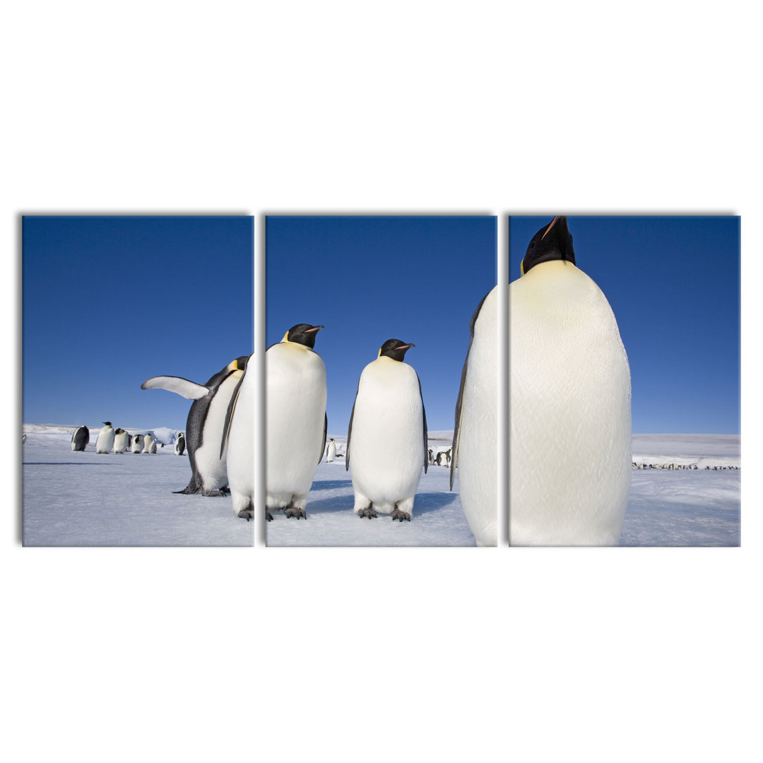 'Giant Tree in the Jungle' 3 Piece Emperor Penguins in the Antarctic Photographic Art Print on Canvas