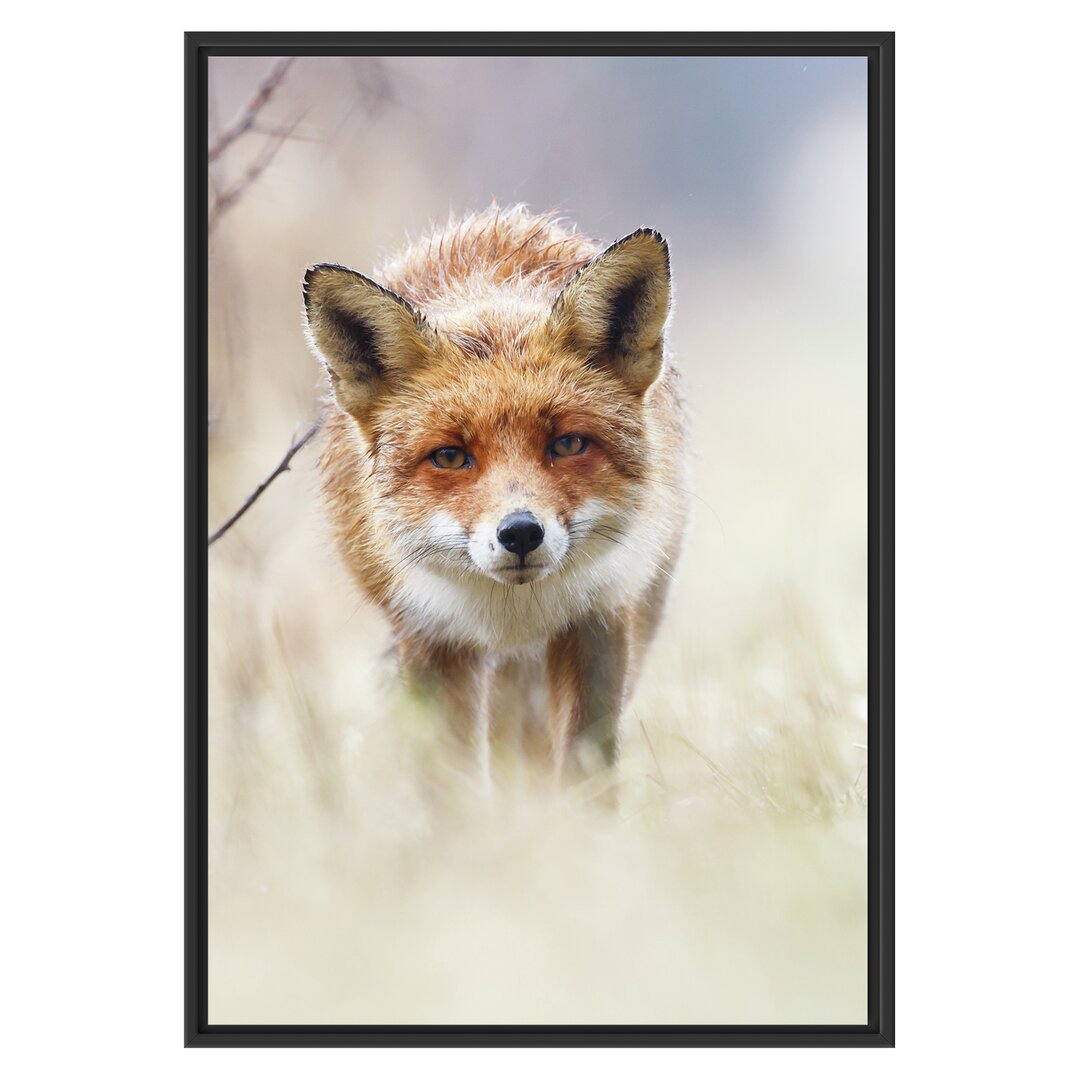 Gerahmtes Wandbild Schleichender fuchs