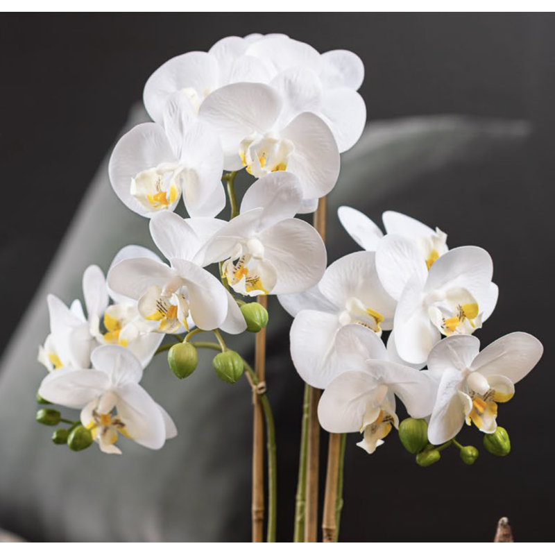 Arrangement floral orchidée Halleck dans un vase