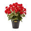 Geranium Urn Filler-1702234099