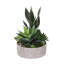 Succulent in Pot