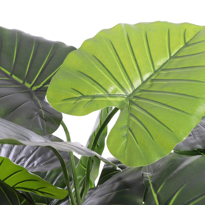90cm Taro Plant in Pot