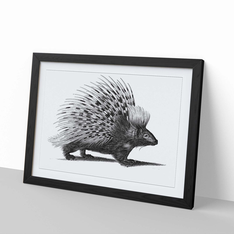 Porcupine by George Shaw - Picture Frame Drawing Print, Black Framed, 27cm H x 36cm W x 2cm D