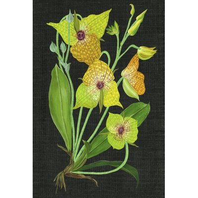 Telipogon Caulescens II by Melissa Wang - Wrapped Canvas Painting