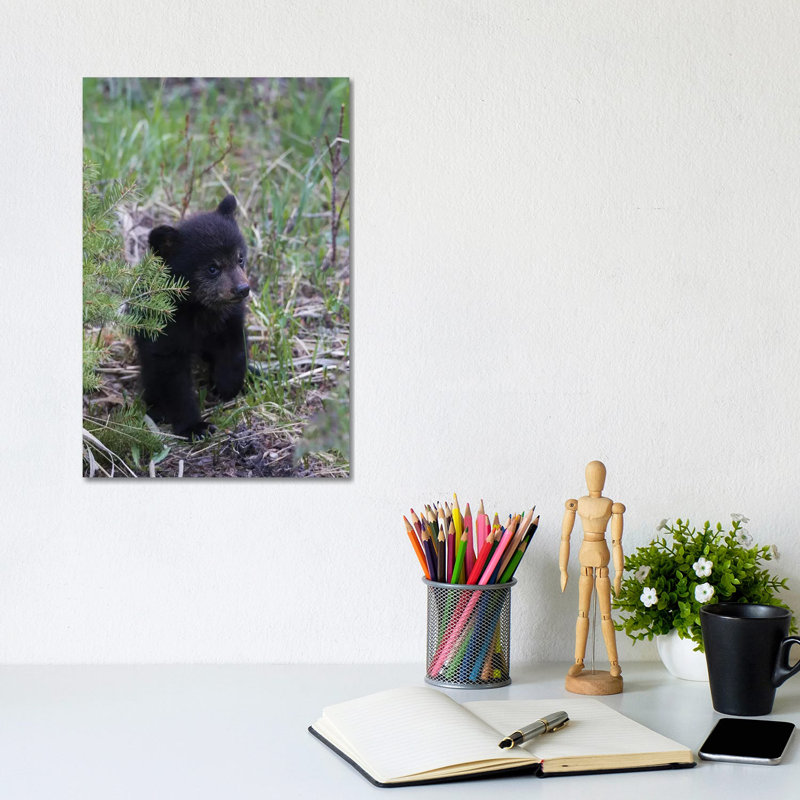 Black Bear Cub Exploring by Ken Archer - Wrapped Canvas Print, 20.32 cm H x 30.48 cm W