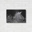 «Zebra I» par Debra Van Swearingen-1958075738