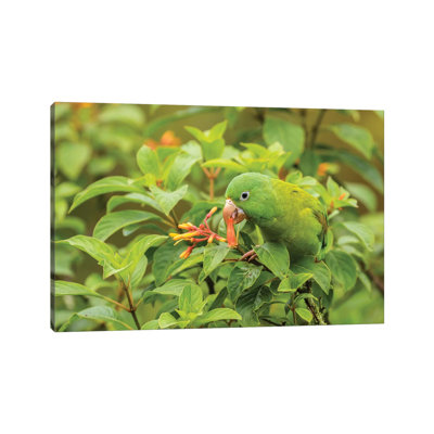 Costa Rica, La Paz River Valley. Captive Orange-Chinned Parakeet Feeding On Flowers. by Jaynes Gallery - Wrapped Canvas Print