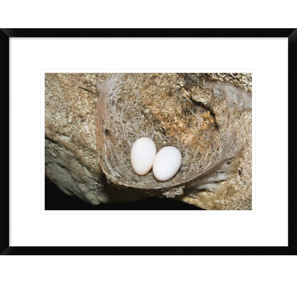 Edible-Nest Swiftlet Nest With Eggs Framed On Paper Print