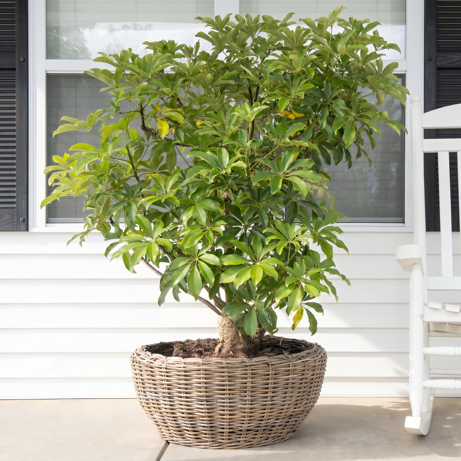 Haverly 29" Pot Planter