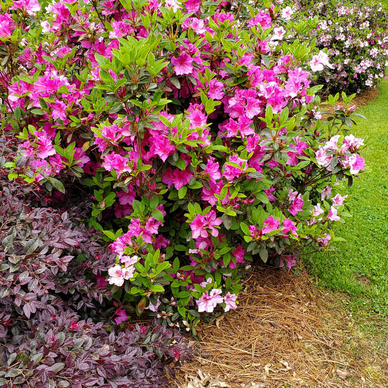 1 Gallon Autumn Twist Encore Azalea - Reblooming Evergreen Shrub for Full Sun to Part Shade