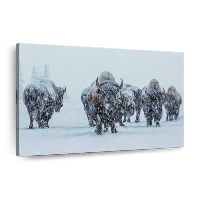 " Bisons In Yellowstone National Park "