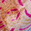 Coussin lombaire Ikat