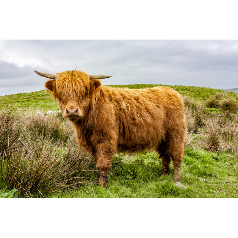 Highland Cattle Calf - Wrapped Canvas Print, 30cm H x 46cm W x 3.8cm D