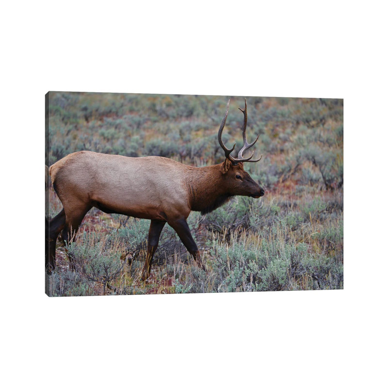 Lone Elk I by Susan Vizvary - Wrapped Canvas Print, 20.32 cm H x 30.48 cm W