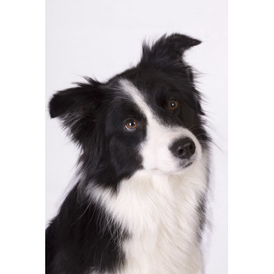 Cute Border Collie by Happyborder