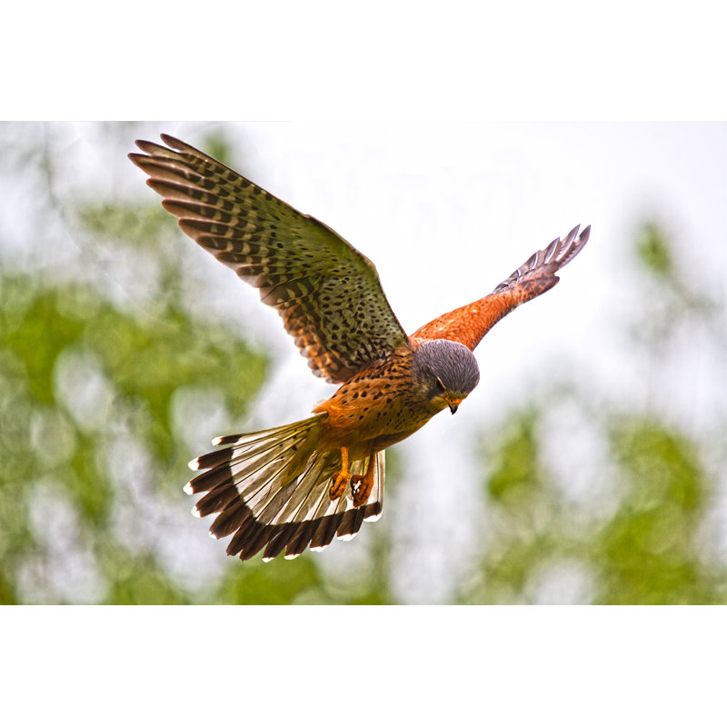 Kestrel Hovering by Lakes4life - Wrapped Canvas Print, 51cm H x 76cm W