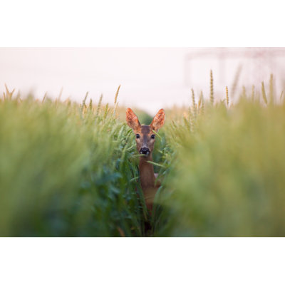 " Roe Deer Doe In The Wheat "
