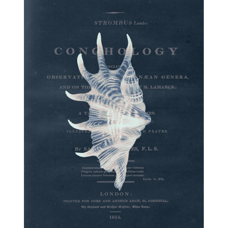Conchology Strombus Lambis Print by Porter Design