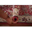 Tapis de couloir indien fait à la main en laine rouge Oushak 2 x 12
