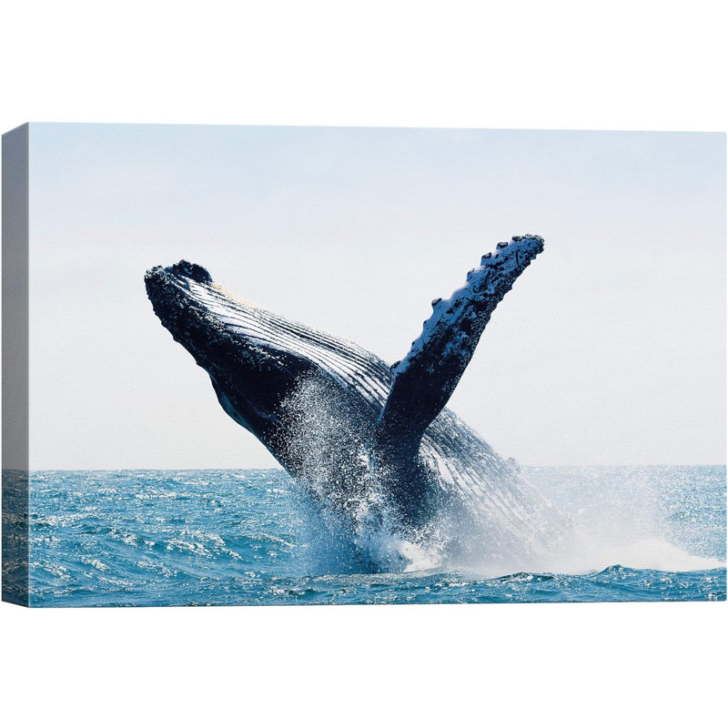 "Une baleine à bosse qui se retourne dans la vie marine bleue" sur, H 24 po x l 36 po