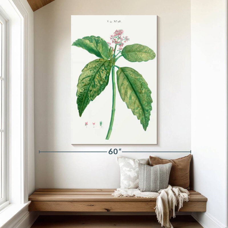 Harnek, laurier japonais, Aucuba Japonica, H 51 po x l 34 po