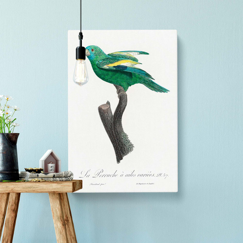 White Winged Parakeet by F. Levaillant - Wrapped Canvas, 50cm H x 35cm W x 3cm D