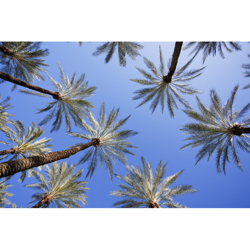 Palm trees, 81cm H x 122cm W