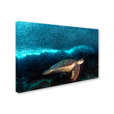 «Turtle and Sardines», reproduction de photo sur toile tendue