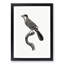 Golden Jay Bird by Jacques Barraband - Picture Frame Drawing Print-55608394-55608397