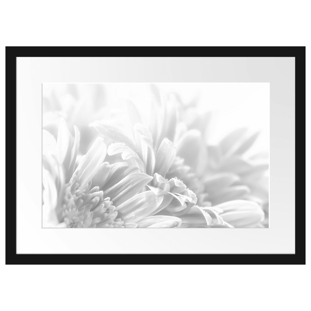 Gerahmtes Poster Gerbera-Blume