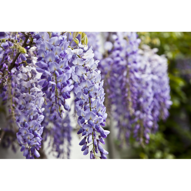 Blue Wisteria In Spring by Ekely - No Frame Art Prints on Canvas, 30cm H x 46cm W