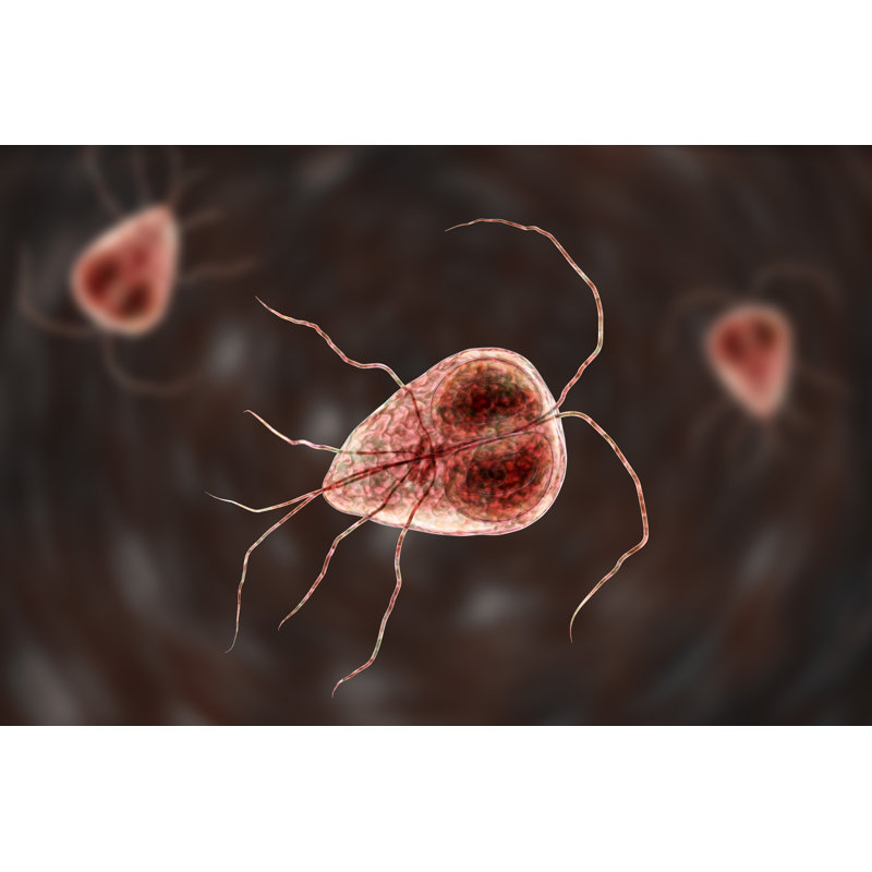 Giardia Intestinalis Protozoan, impression sur toile tendue, H 20 po x l 30 po