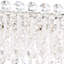Sarella 18 - Light Chandelier-34247628-34247625