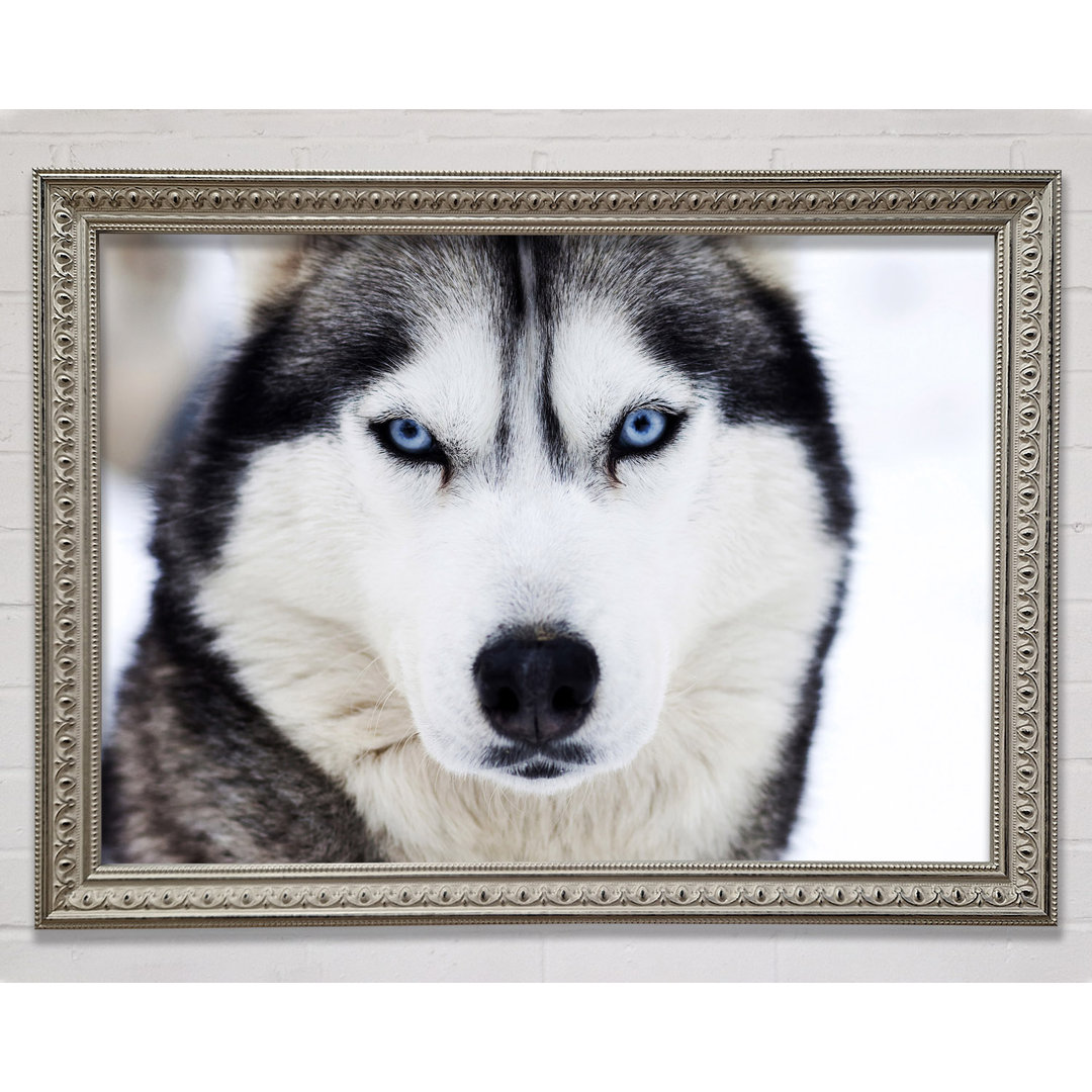 Husky Hund Schnee Gesicht Gerahmter Druck