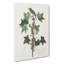 Traills Flycatcher Bird by John Audubon - Wrapped Canvas Painting-55361278